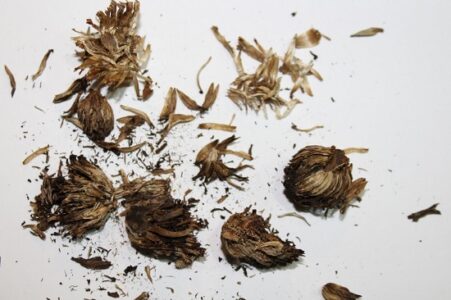 Greenhouse Fun with Zinnia Seeds Image